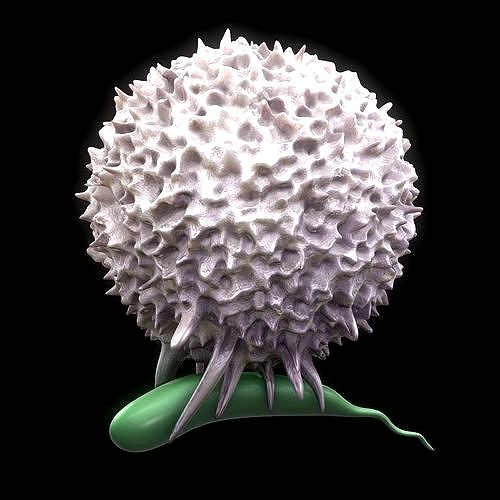 Lymphocyte