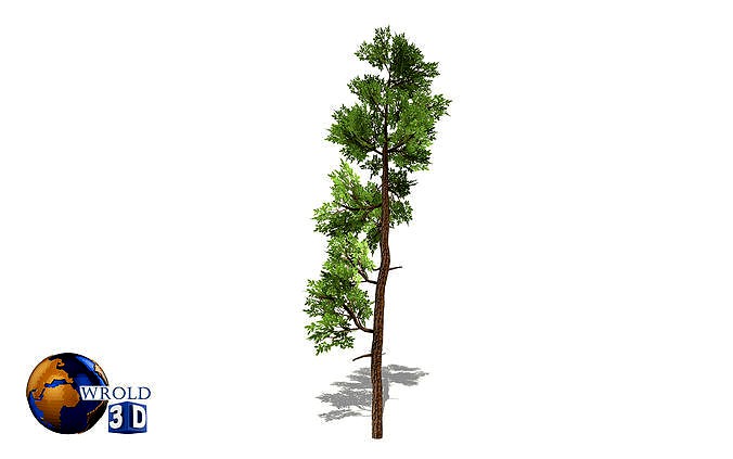 Cedar tree lowpoly 3d model
