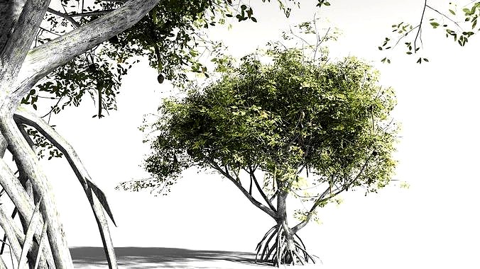 EVERYPlant Red Mangrove 05 -- 7 Models