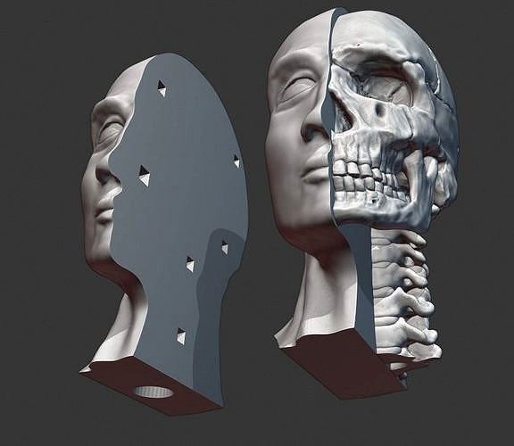 Skull and cervical spine model | 3D
