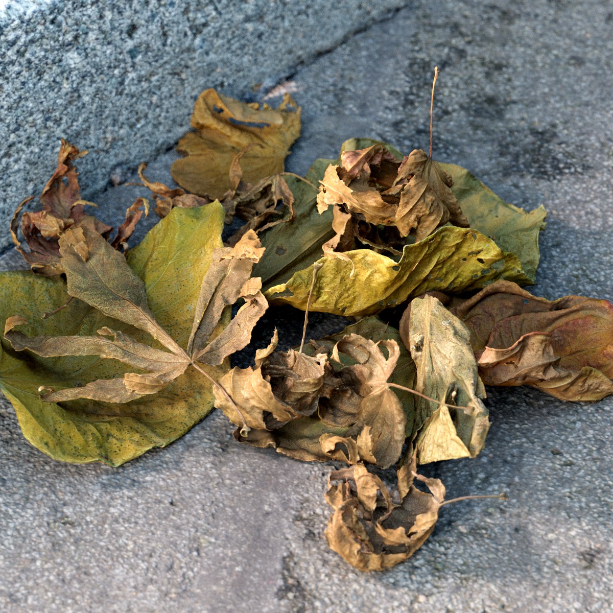 A pile of dried leaves