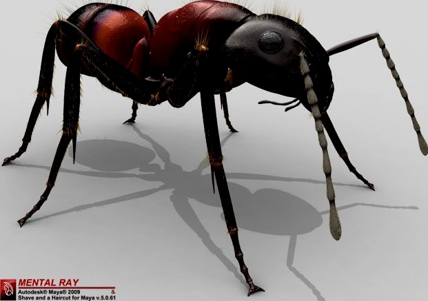 Ant 3D Model