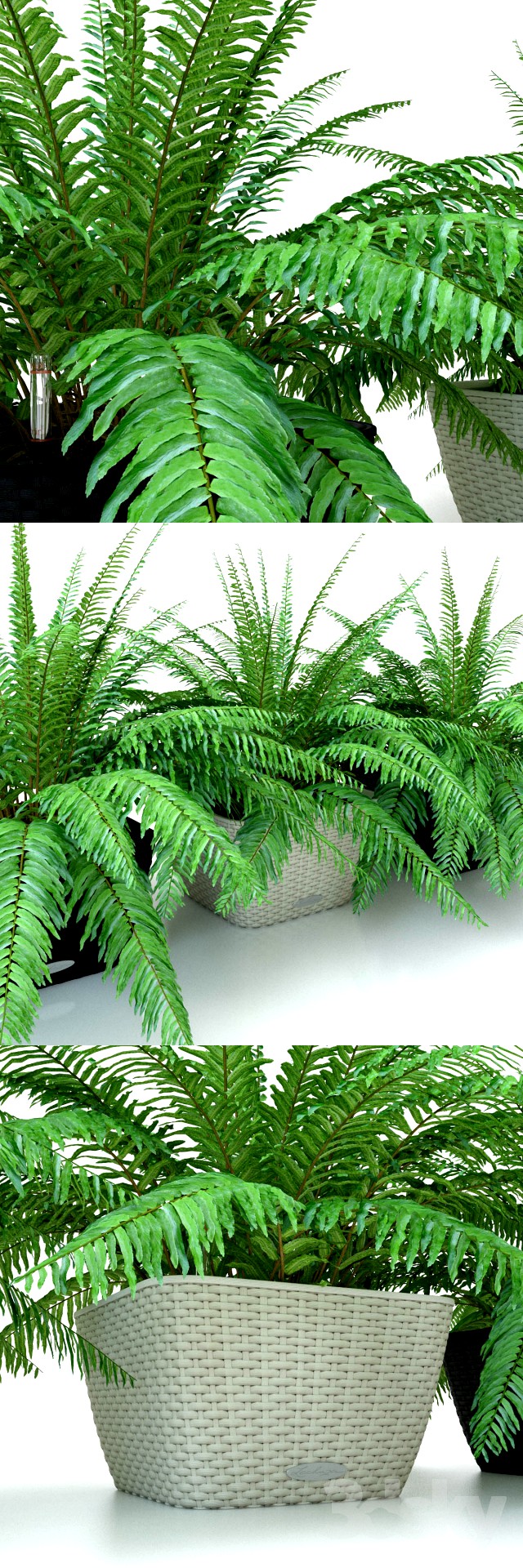 Fern / Nephrolepis in pots Lechuza Bacino Cottage