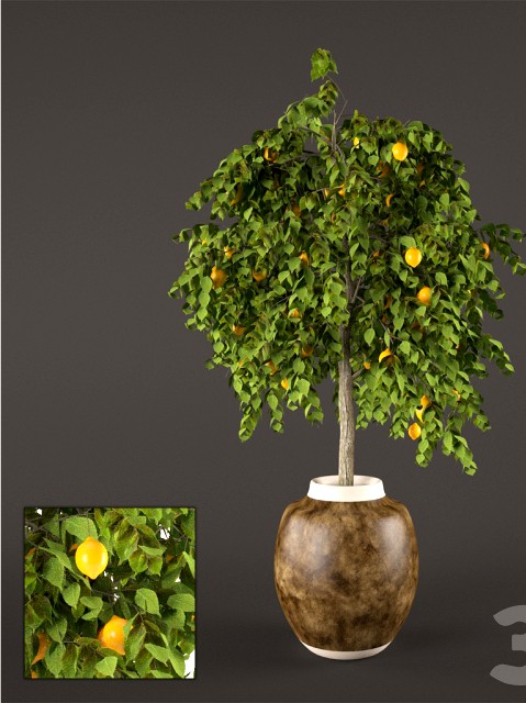 Лимонное дерево