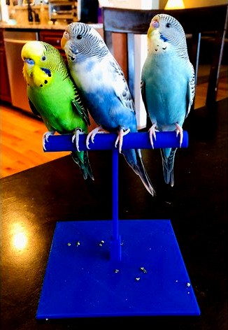 Parakeet Perch