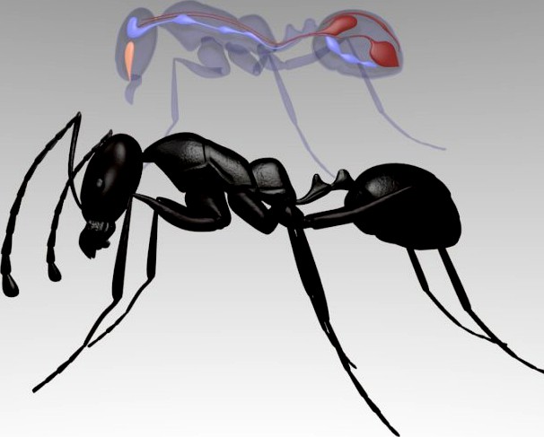 Ant anatomy 3D Model