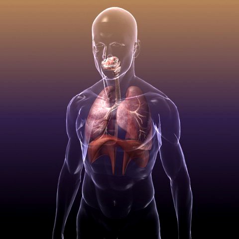 Respiratory System in Human Body 3D Model