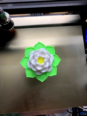 Lotus flower Vietnam