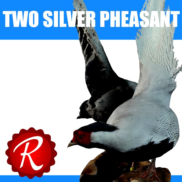 Two Silver Pheasants 3D Model