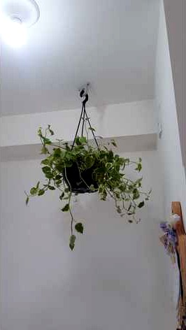 Plant pot hook ring