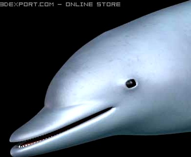 Dolphin 3D Model
