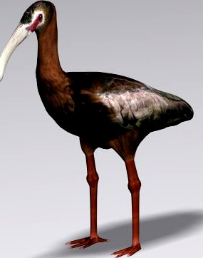 White faced ibis 3D Model