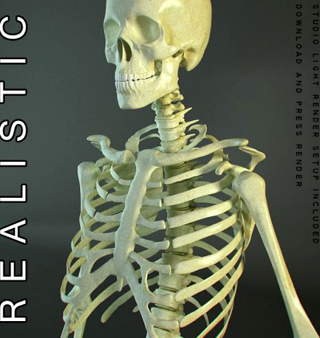 HD Human Skeleton 3D Model
