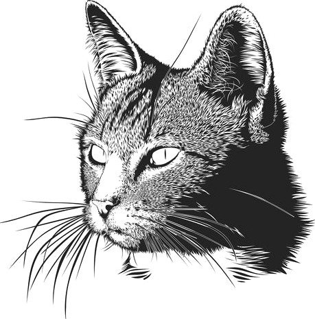 Vector cat