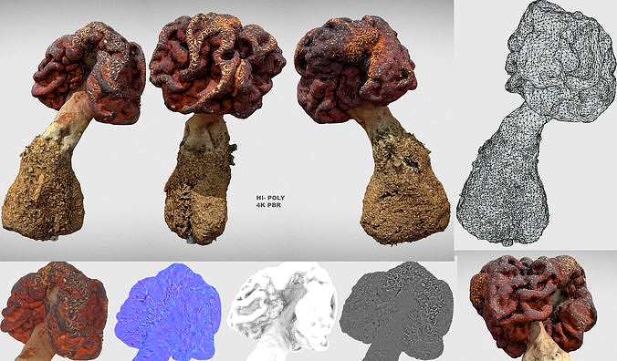 photorealistic Gyromitra brain mushroom