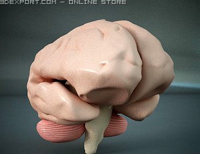 Brain of a Human 3D Model