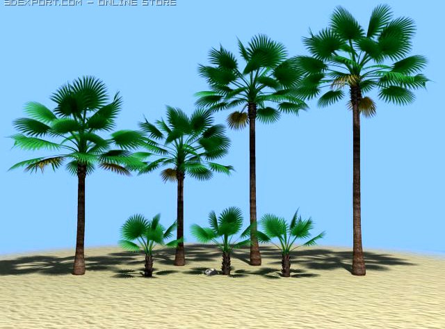 California Fan Palms 3D Model