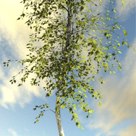 Broadleaf Tree 1 3D Model