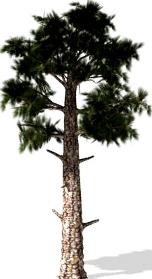 Pine 3D Model