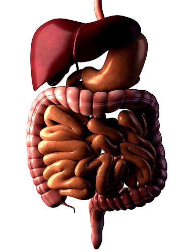 Digestive system