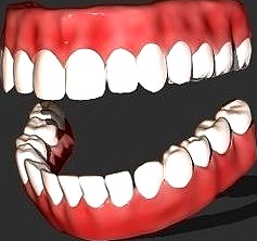 Teeth human