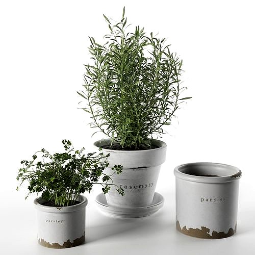 Rosemary and Parsley in Pots