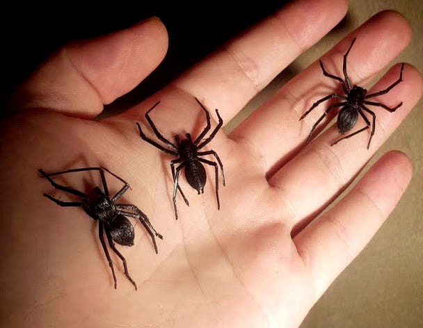 Domestic House Spider