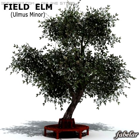 Field Elm 3D Model