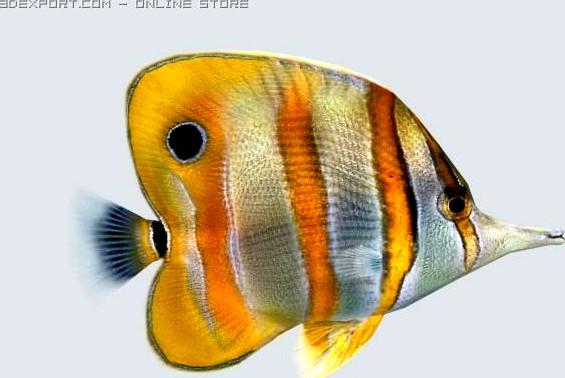 Fish Butterfly 3D Model