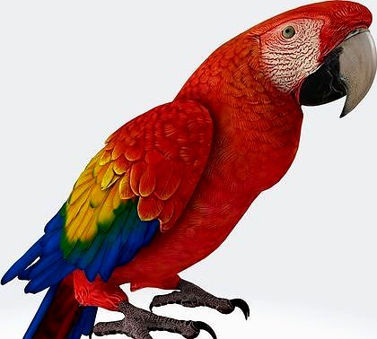 Parrot