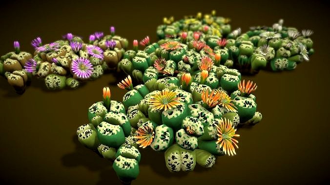 Flower Lithops