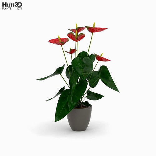 Anthurium Andraeanum