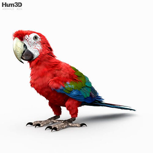 Red-and-Green Macaw HD
