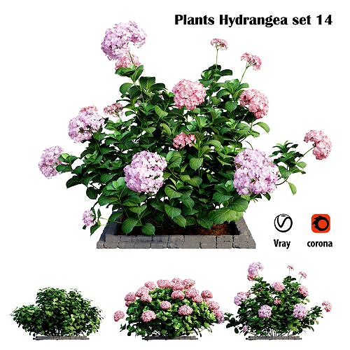 Plants Hydrangea set 14