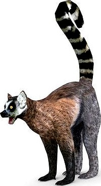Lemur