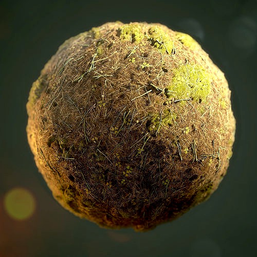 Forest Ground Texture