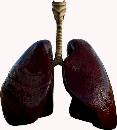 Lungs  Respiratory System