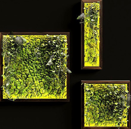 Vertical garden Moss modules 3
