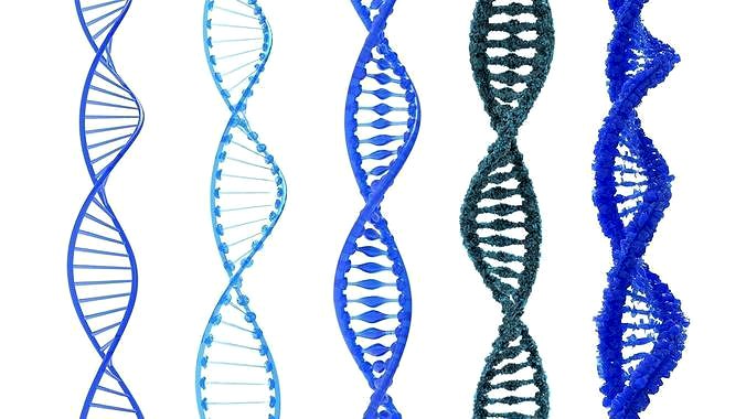 DNA Structure