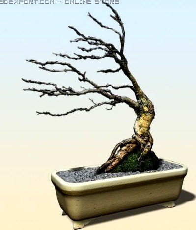 Acacia Nigrescens decorative 3D Model