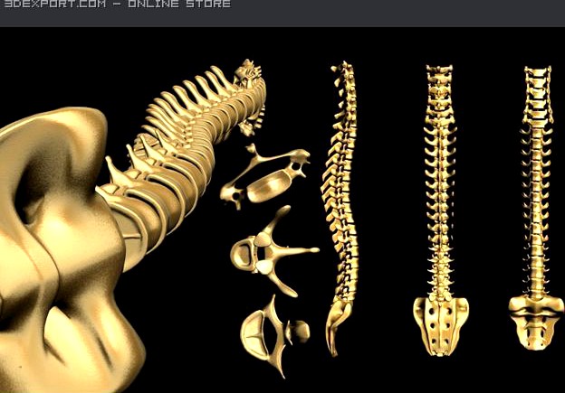 Spine0 3D Model