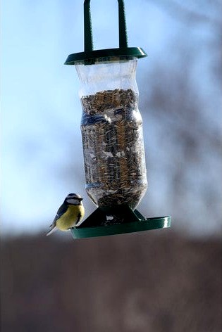 Bird feeder