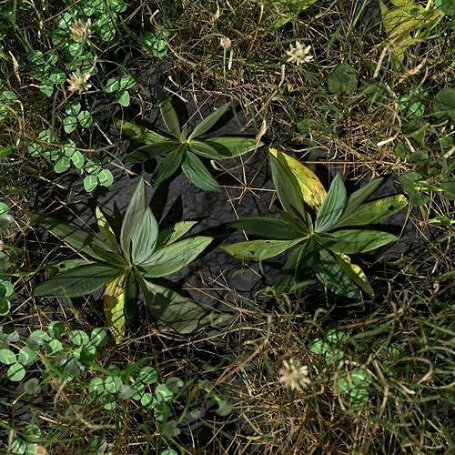 Narrow Leaf Plantain Pack