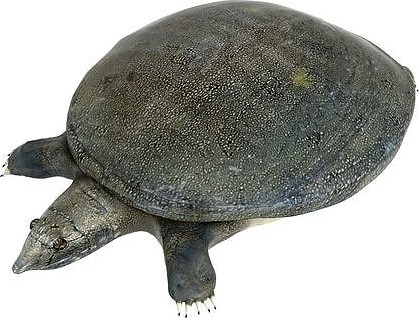 Turtle   Trionyx Sinensis