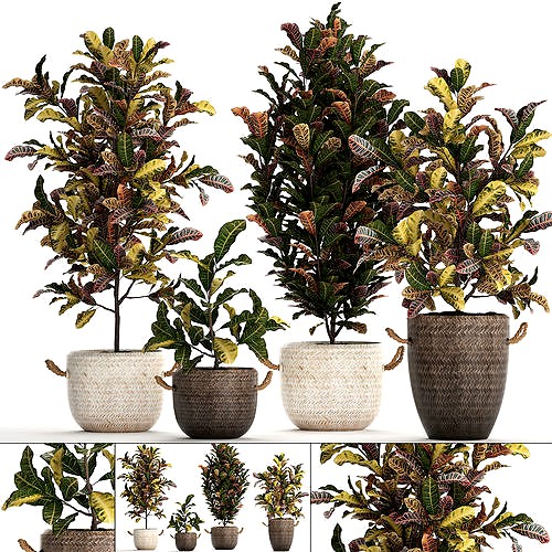 Collection of exotic plants Croton 432