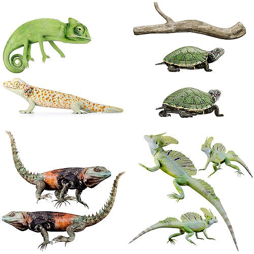 Reptile set