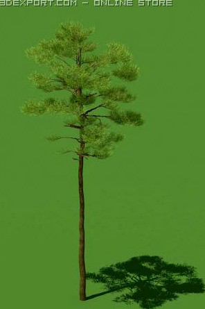 3D PINE 3D Model