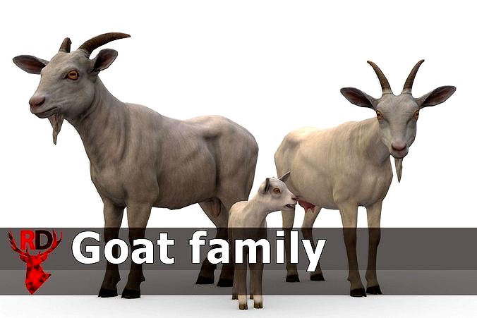 Goat family