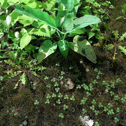 Nettle Meadow Patch