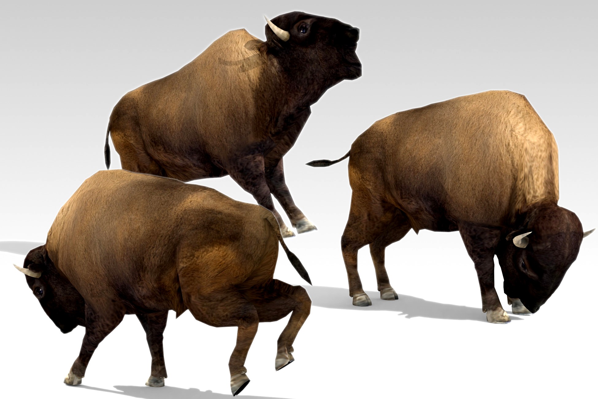 American Buffalo